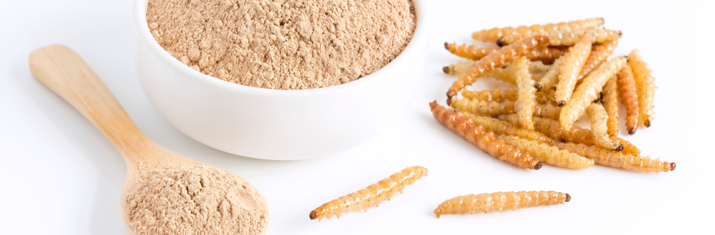 Insekter som proteinkilde